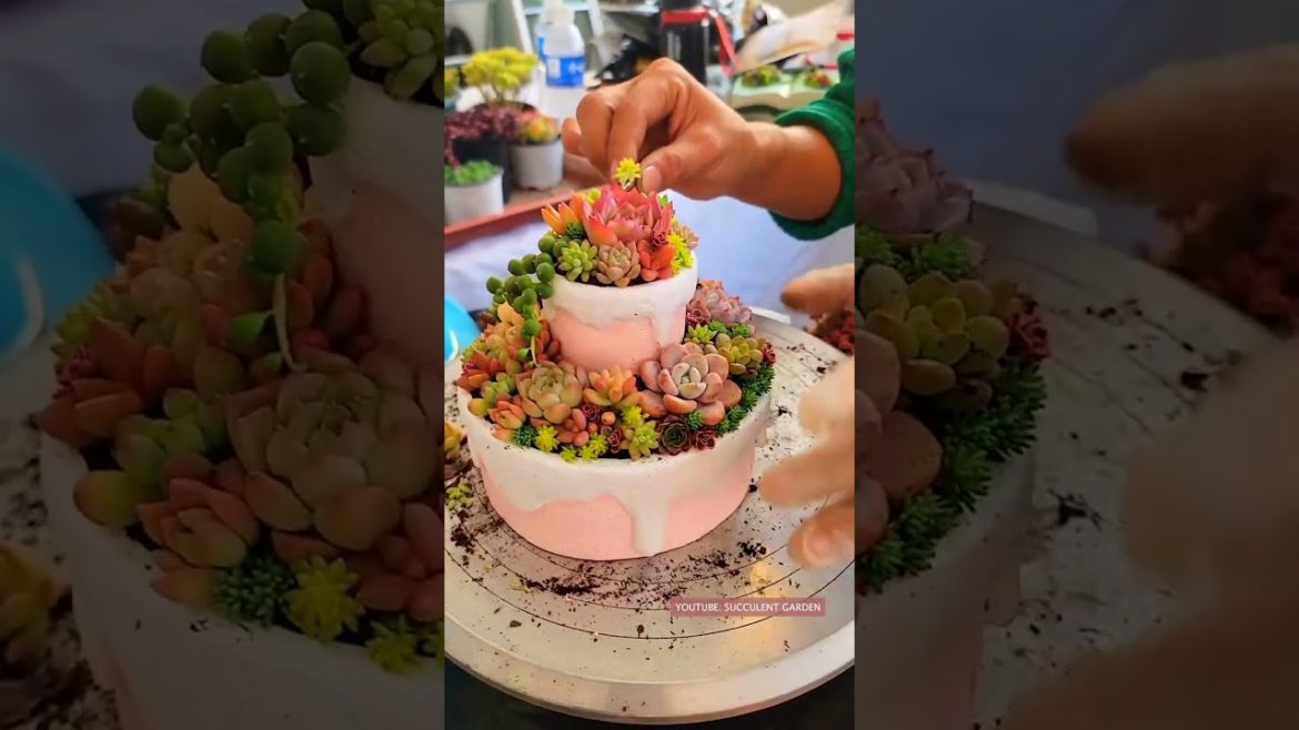Succulent DIY Ideas