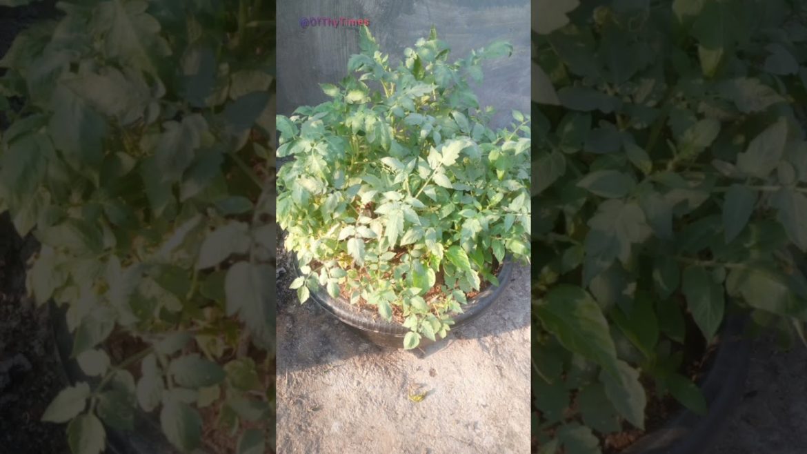 Tomato Plant Transplant #short #shorts