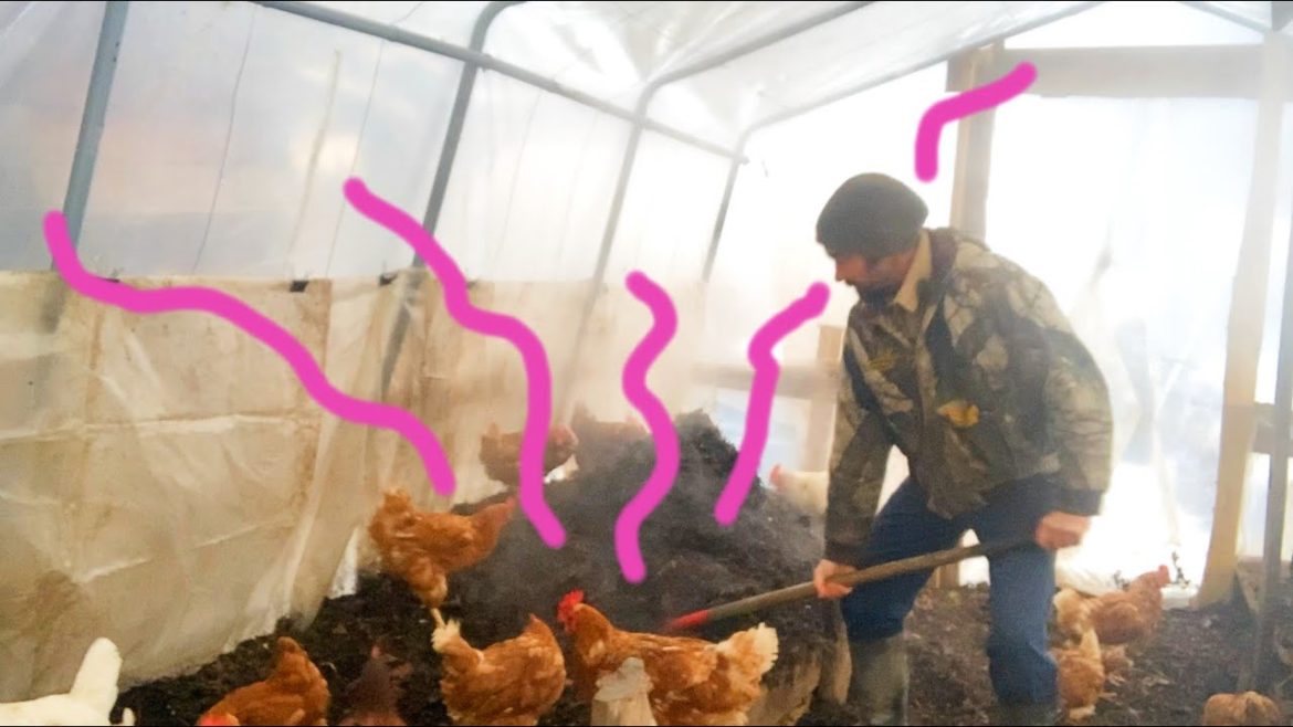 Winter Compost - Keeping it Warm for our Chickens