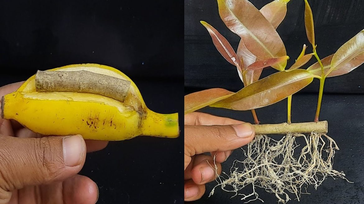 Unique Skill Crafting Java Plum (Black plum) Tree Growing Fast With Banana 28 Day Success