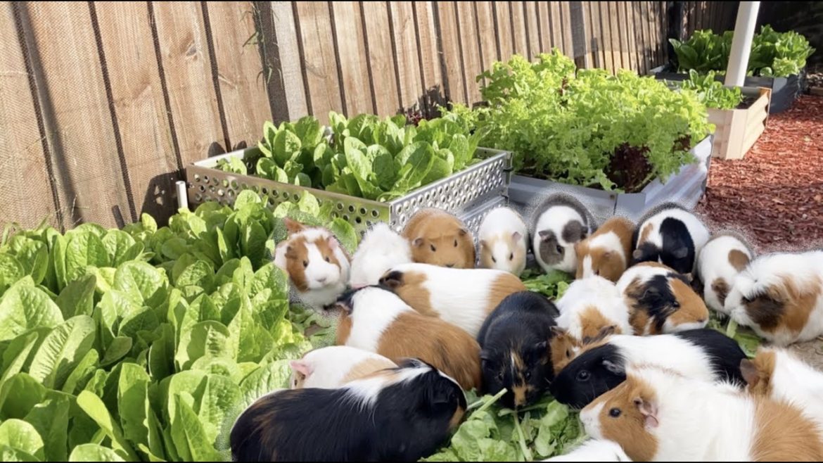 Garden for my Guinea pigs