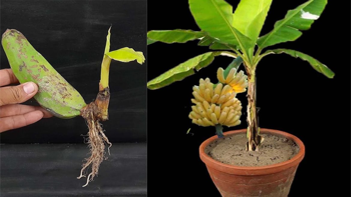 Unique Skill How to grow banana tree from banana fruits || A tree made from unripe bananas