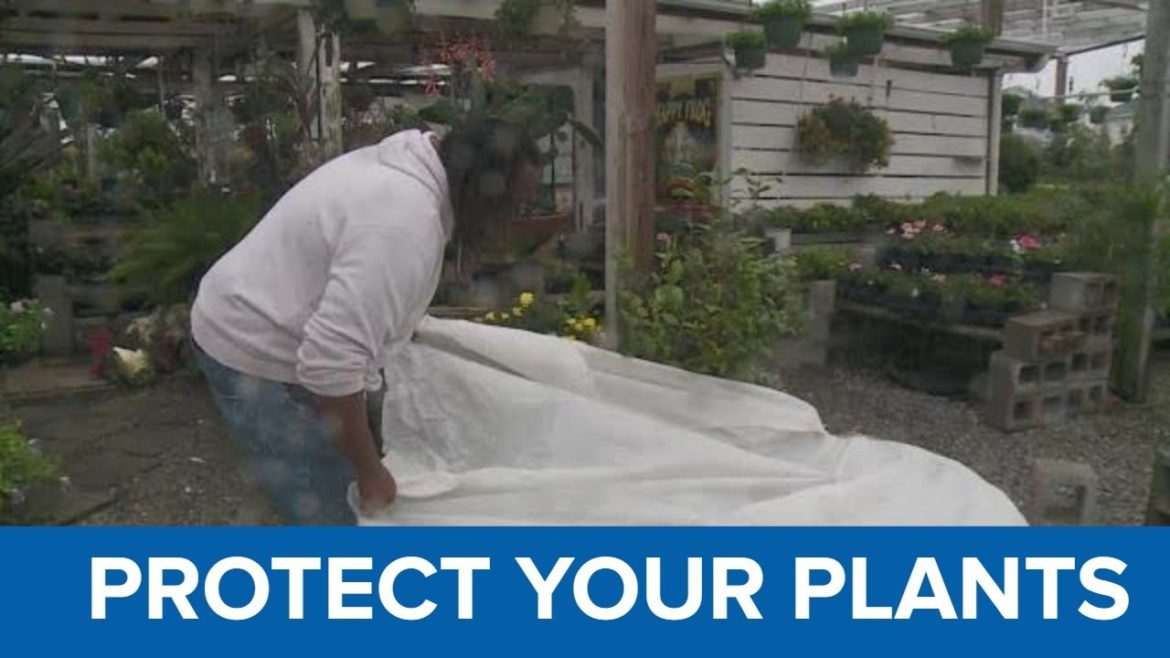 How to properly protect your plants from arctic freeze How to properly protect your plants from arctic freeze