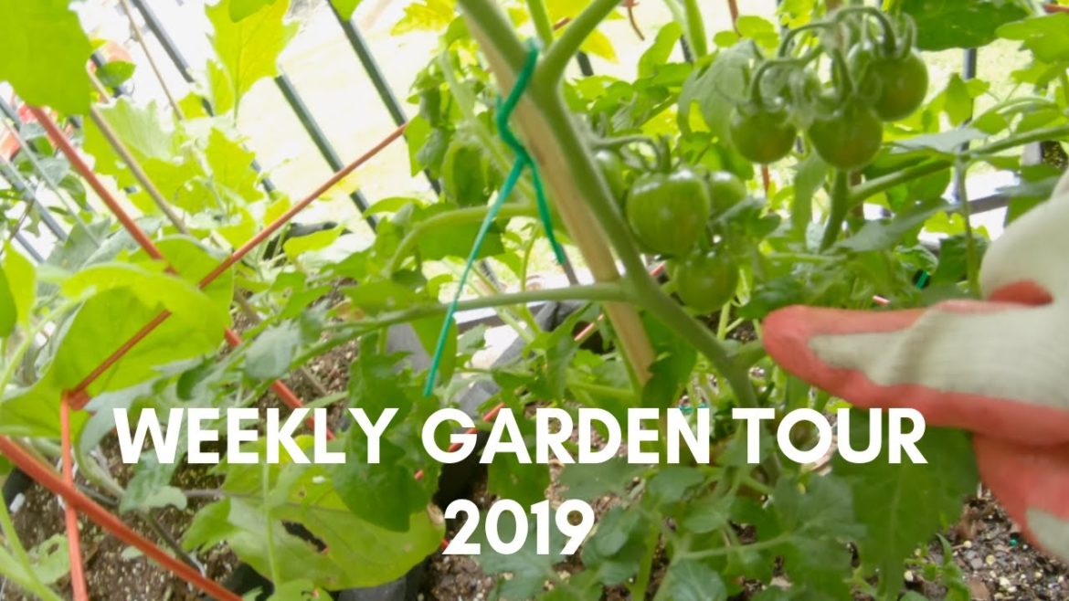 Weekly Garden Tour || Urban Patio Container Gardening 2019 Weekly Garden Tour || Urban Patio Container Gardening 2019