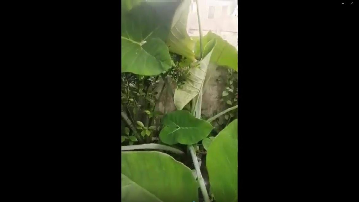Shorts | The Short Introduction of New Taro Gabi Plants In Our Rooftop Garden