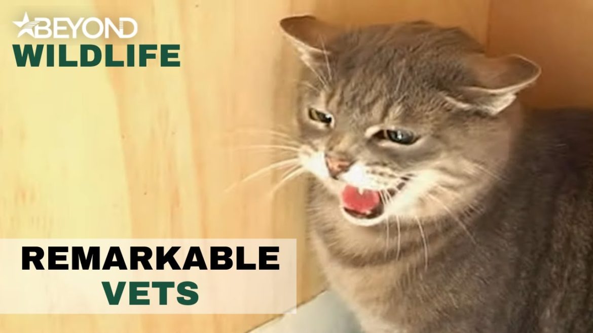 Not All Animals Love To Visit The Vet | Remarkable Vets | S1E10 | Beyond Wildlife Not All Animals Love To Visit The Vet | Remarkable Vets | S1E10 | Beyond Wildlife