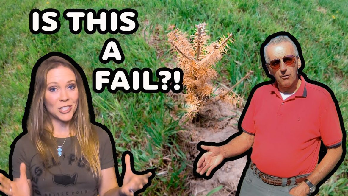 What the EXPERTS Are Saying About Our NEW Farm! (The Nitty gritty on Christmas tree Farming)