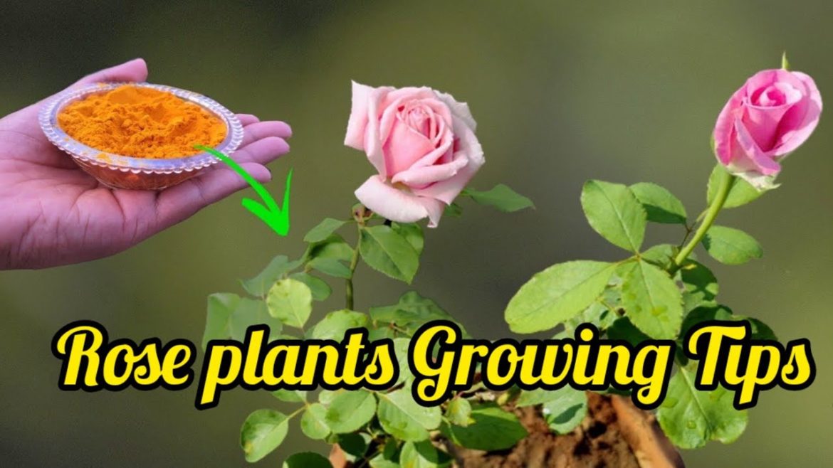 Top 5 rose gardening secret tips Top 5 rose gardening secret tips