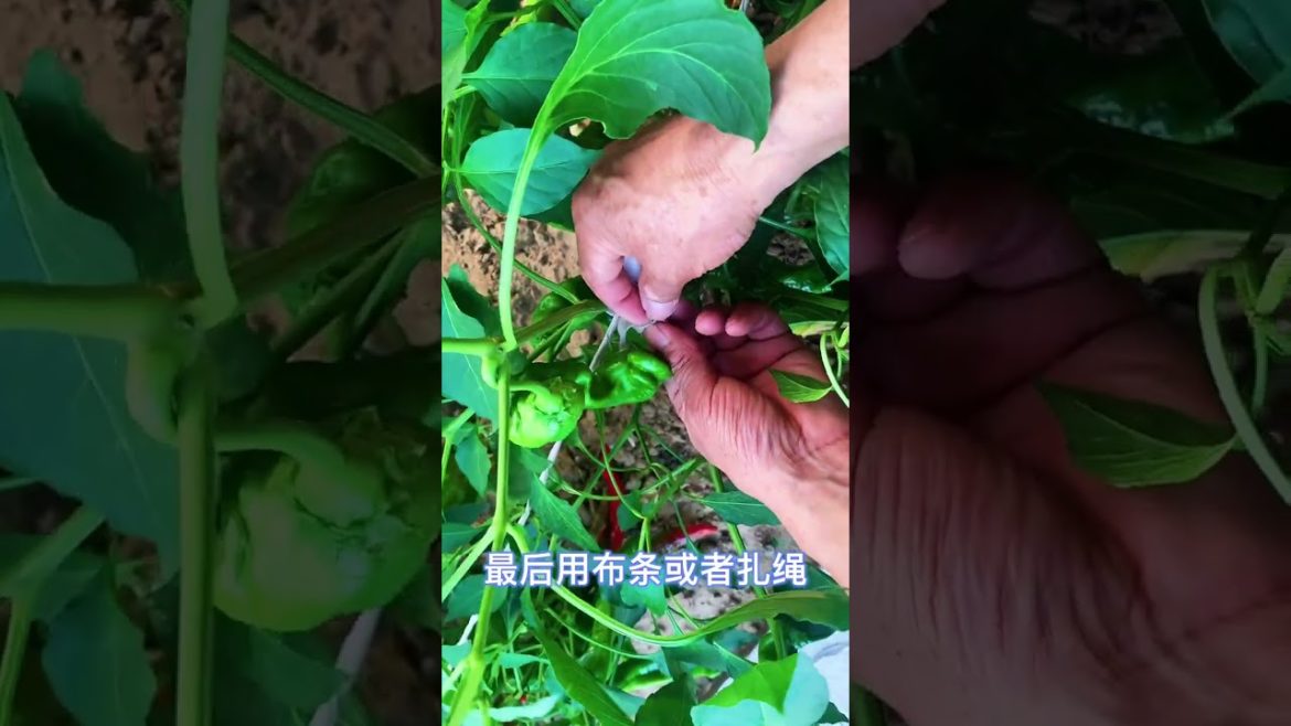 how to growth vegetable /gardening ideas for home