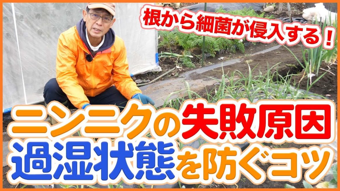 家庭菜園や農園のニンニク栽培で意外と失敗が多い冬の過湿を防ぐ!根から細菌が侵入しないように気を付けよう!/How to prevent over-humidification of garlic. 家庭菜園や農園のニンニク栽培で意外と失敗が多い冬の過湿を防ぐ!根から細菌が侵入しないように気を付けよう!/How to prevent over-humidification of garlic.