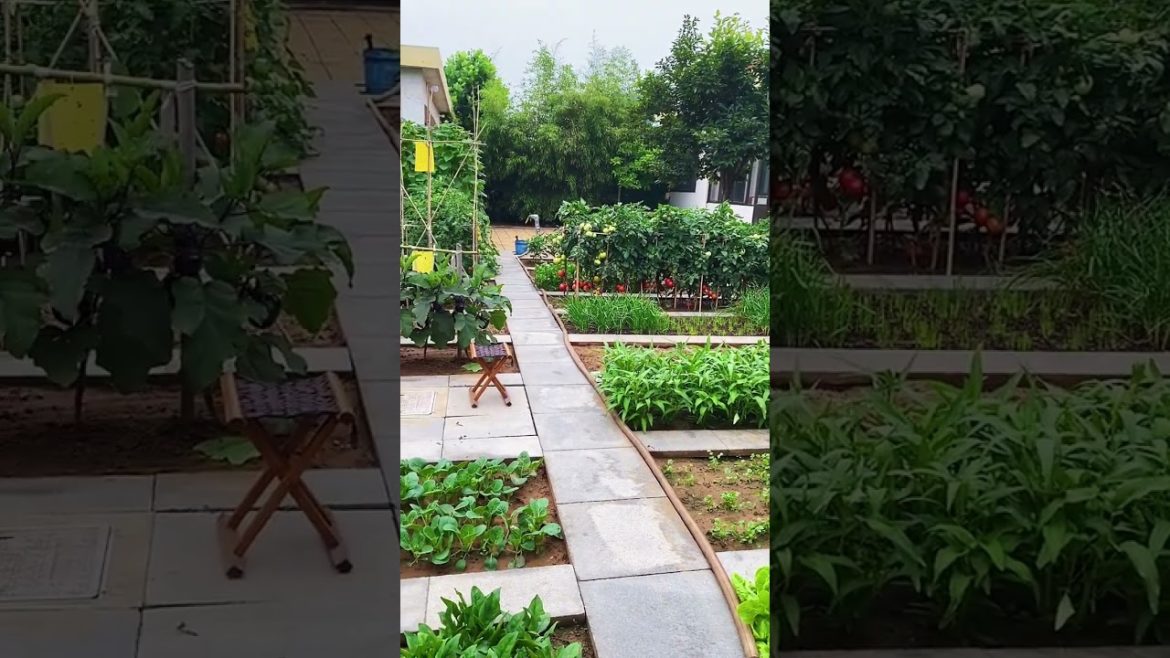 how to growth vegetable /gardening ideas for home how to growth vegetable /gardening ideas for home