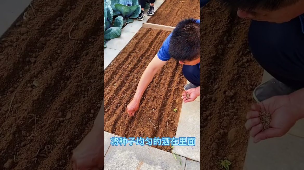 how to growth vegetable /gardening ideas for home