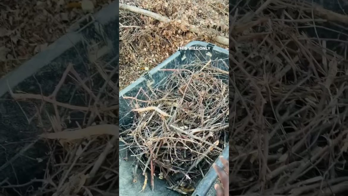 Pumpkin Compost #compost #fyp #fall #pumpkins #recycle #gardeningtips #garden #healthyliving