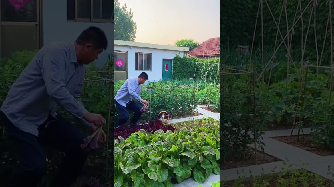 how to growth vegetable /gardening ideas for home how to growth vegetable /gardening ideas for home