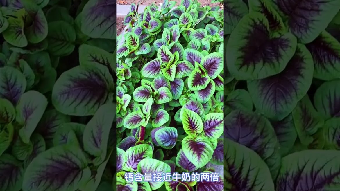 how to growth vegetable /gardening ideas for home