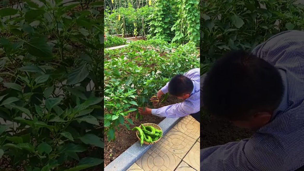 how to growth vegetable /gardening ideas for home how to growth vegetable /gardening ideas for home