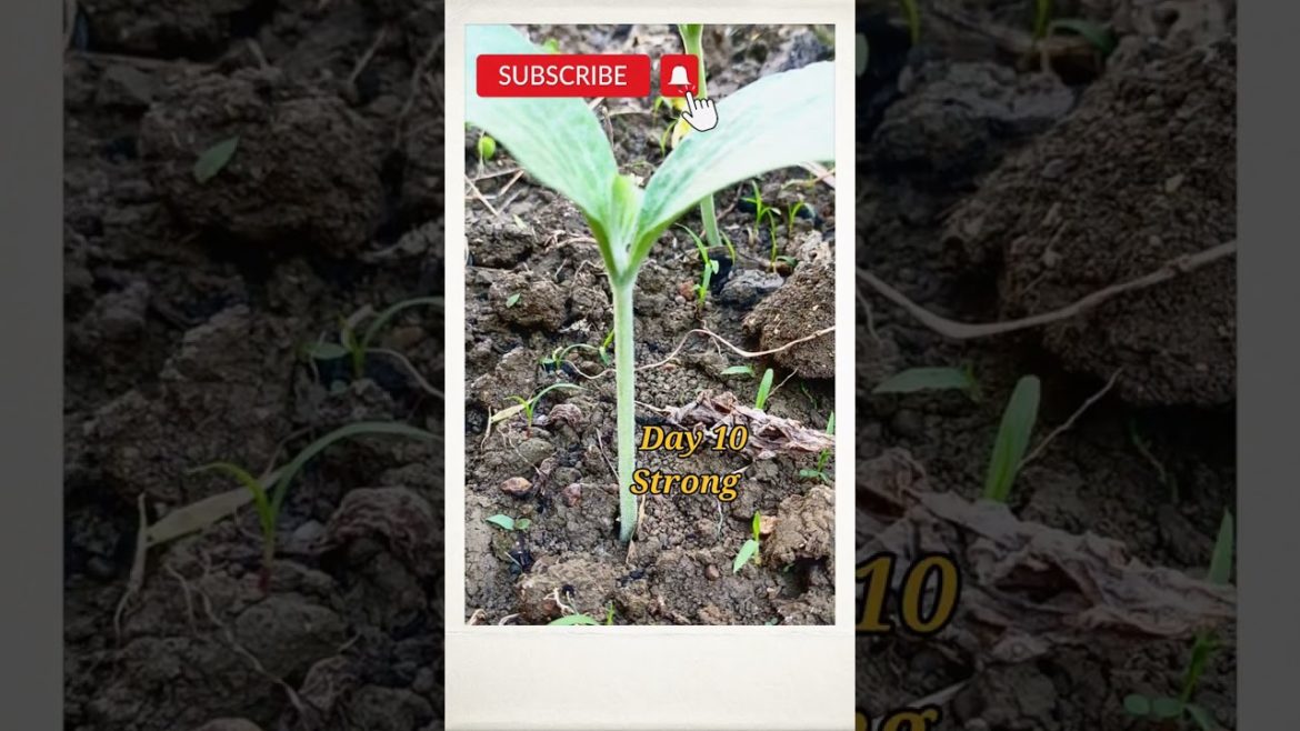 #shorts#Gardening Tips & Techniques at Home#Garden Ideas Care & Plant Growth Germination Time Lapse