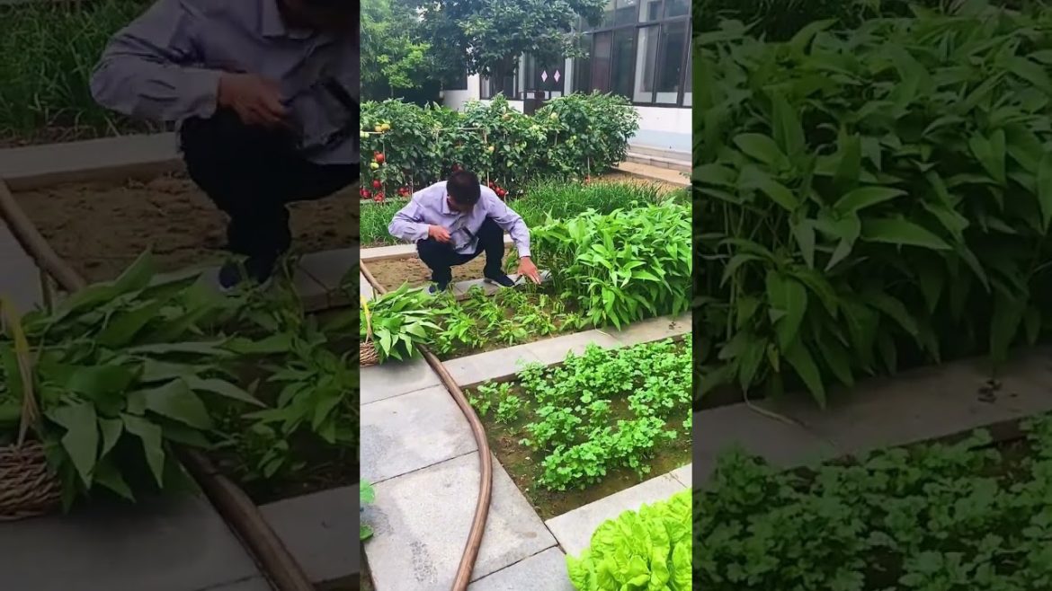 how to growth vegetable /gardening ideas for home