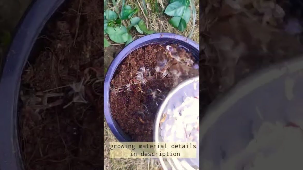 100 gerbera seed growing in pot #gerbera #shorts #greennature #trending #youtubeshorts #viral