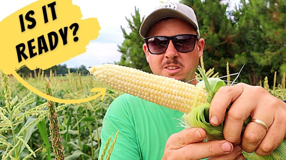 When Should You Harvest Sweet Corn? | *Full Backyard Garden Tour*