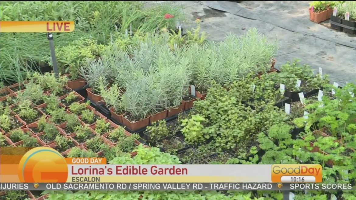 Lorina's Edible Garden