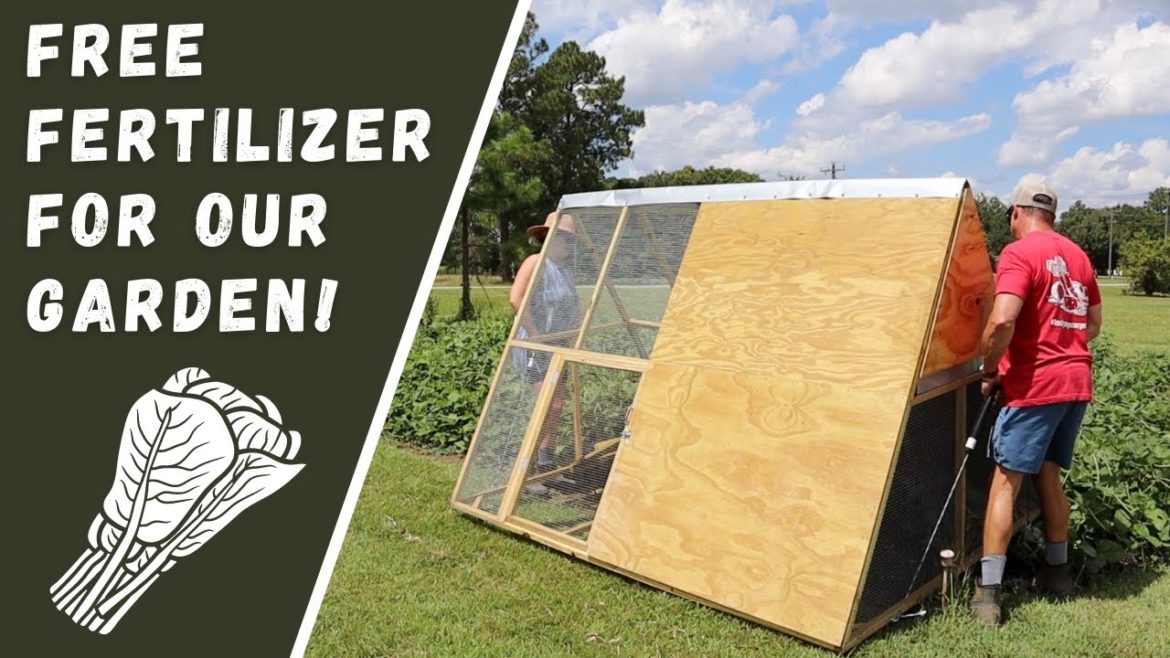 THE PERFECT CHICKEN TRACTOR DESIGN FOR A BACKYARD GARDEN!
