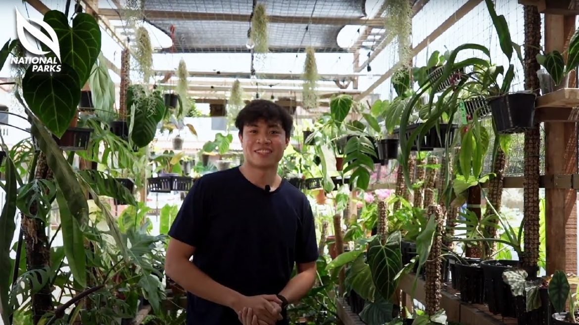 The Garden Invasion Series: Aroids The Garden Invasion Series: Aroids