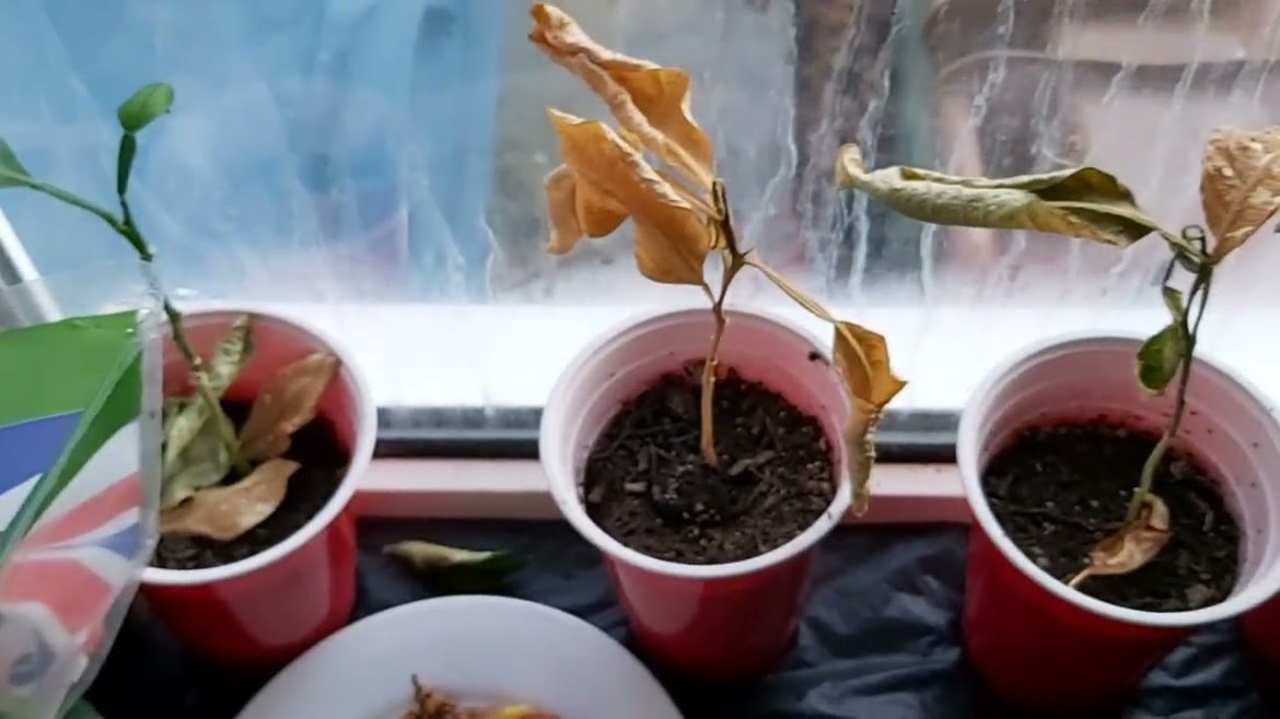 Overwintering Plants | Windowsill Update | Pan Gach Dying | Shoukher Bagan UK December 2022 Overwintering Plants | Windowsill Update | Pan Gach Dying | Shoukher Bagan UK December 2022