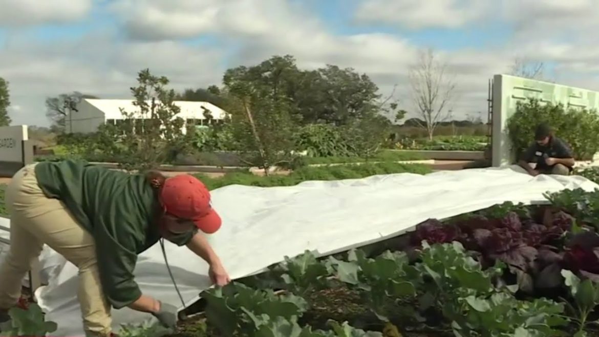 HOUSTON LIFE | From blankets to Christmas lights, check out some helpful tips to protect your pl...