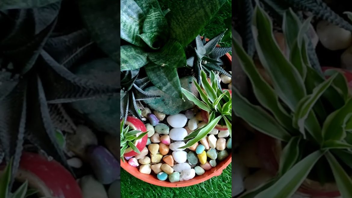 tray garden ideas #shorts #bestoutofwaste tray garden ideas #shorts #bestoutofwaste