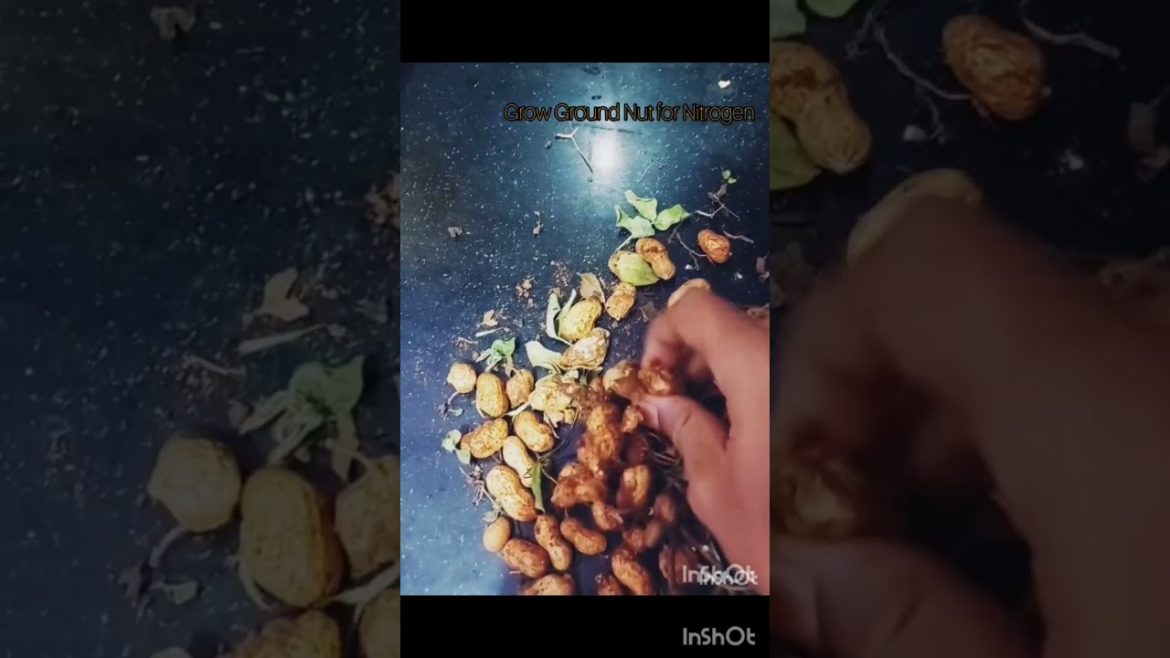 వేరుశనగ తో నత్రజని || GroundNut || #onemaali #shorts #ytshorts #youtubeshorts #viral #gardening