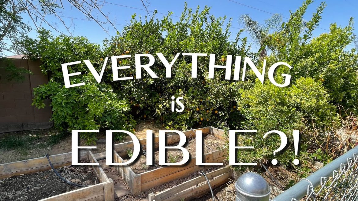 NEW House Backyard + Garden Tour | Summer 2022 – Arizona zone 9b NEW House Backyard + Garden Tour | Summer 2022 - Arizona zone 9b