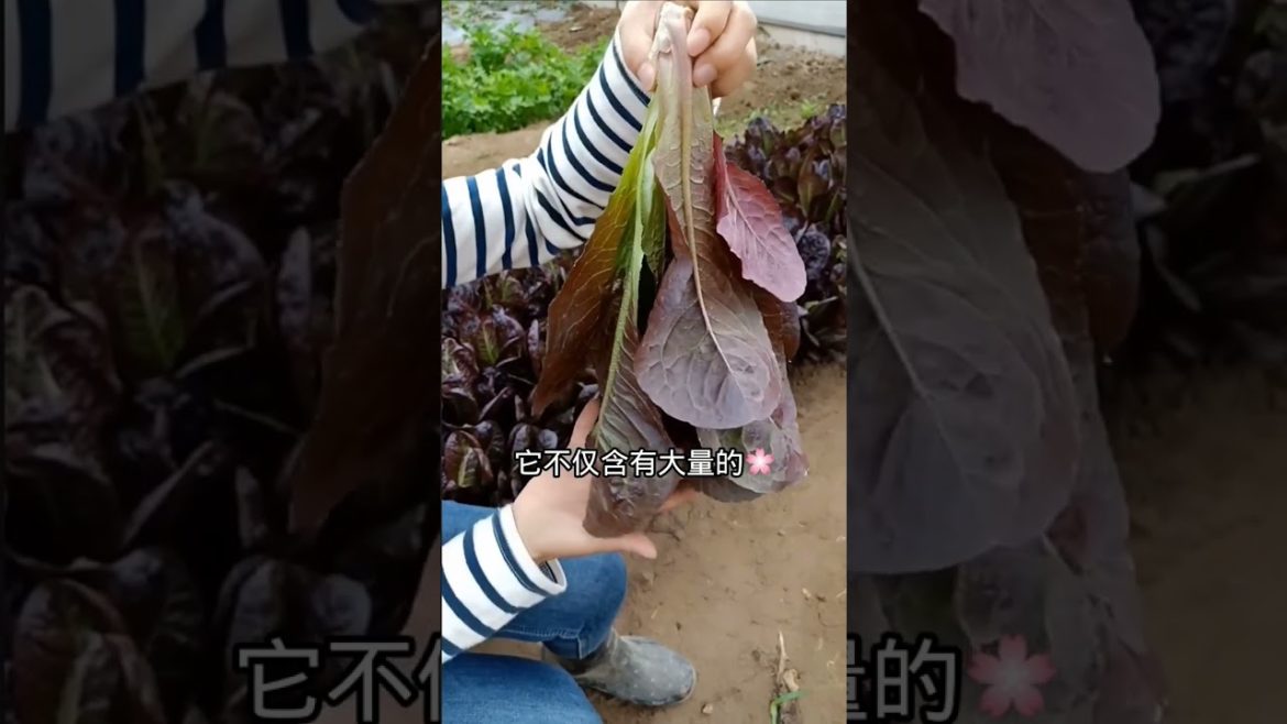 how to growth vegetable /gardening ideas for home