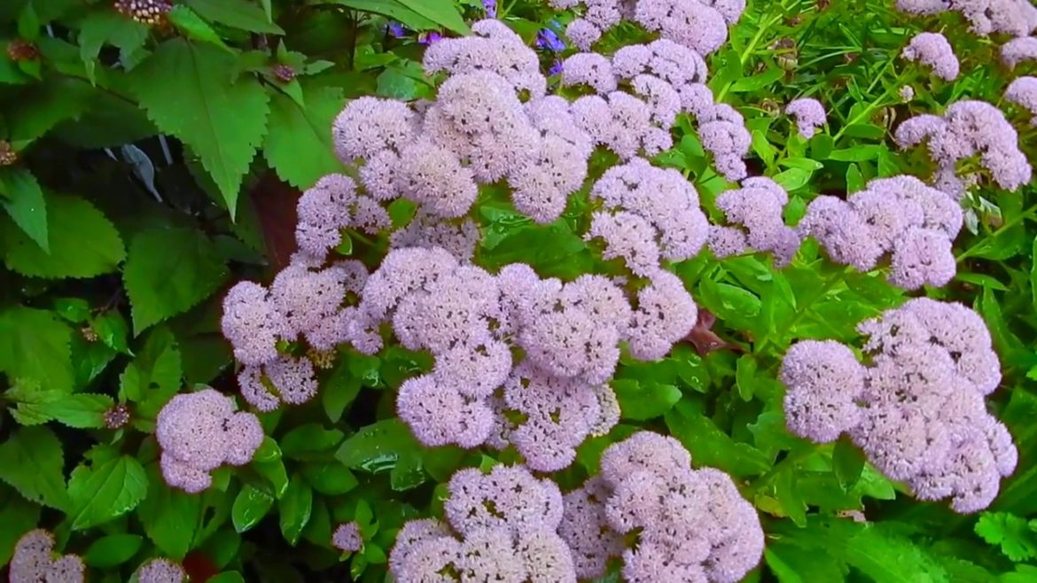 End of Summer Backyard Garden Tour 2018 ~ Plus a Cooper's Hawk πΈπ©π»βπΎ End of Summer Backyard Garden Tour 2018 ~ Plus a Cooper's Hawk πΈπ©π»βπΎ