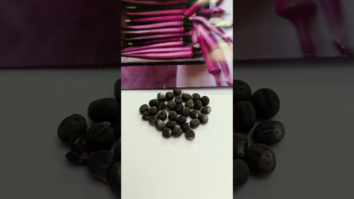 Okinawa Red Okra Seed Unpack and Planting Info. #gardening #okra #gardeningtips