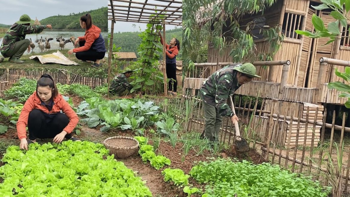 Harvest, take care of the vegetable garden and cook with the family | Peaceful life - New Farm Life