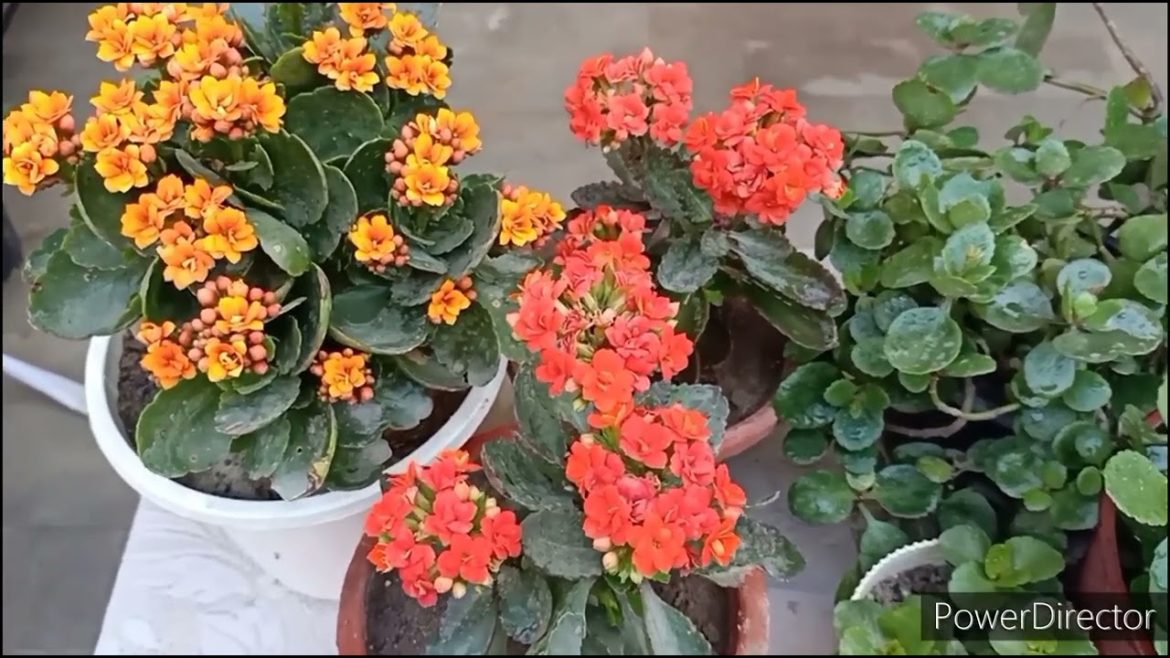 Kalanchoe Care//Buy now & get flowers for a very long time//Best fertilizer