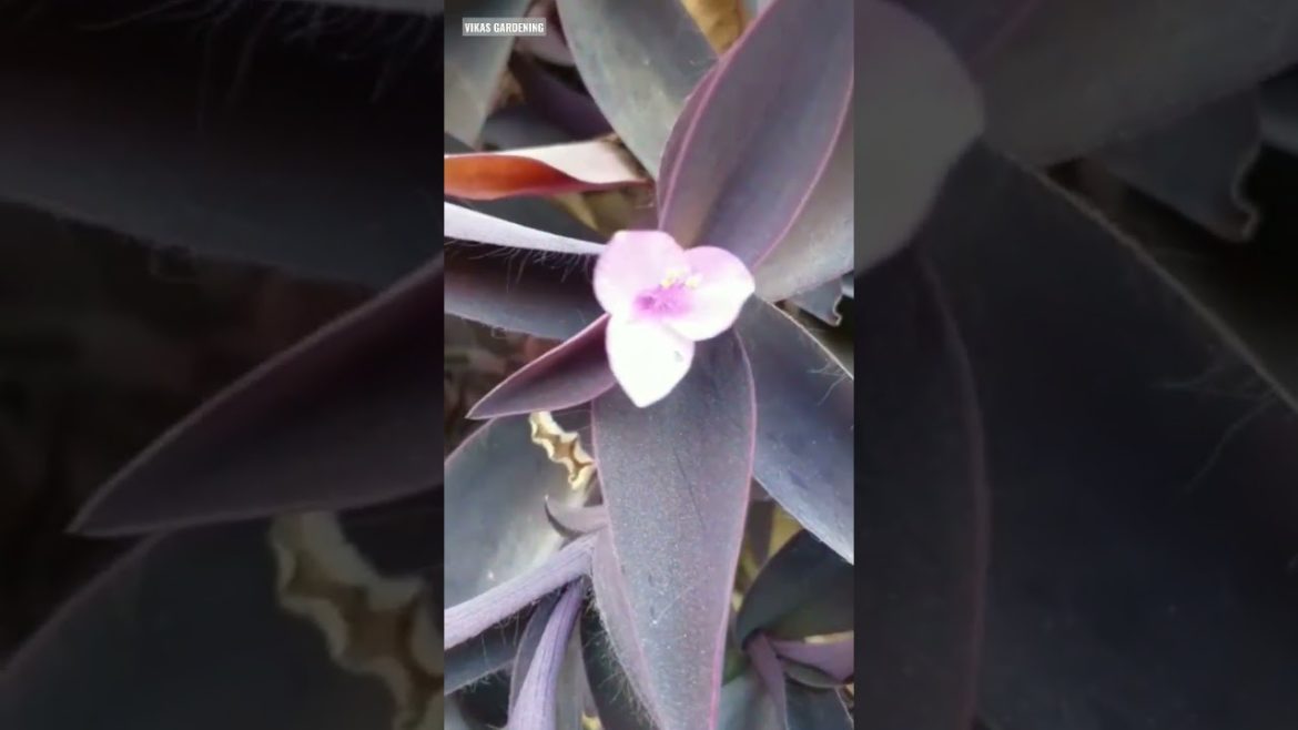 Purple Heart Plant Care and Propagation | Purple Heart Flower | Vikas Gardening | #shorts