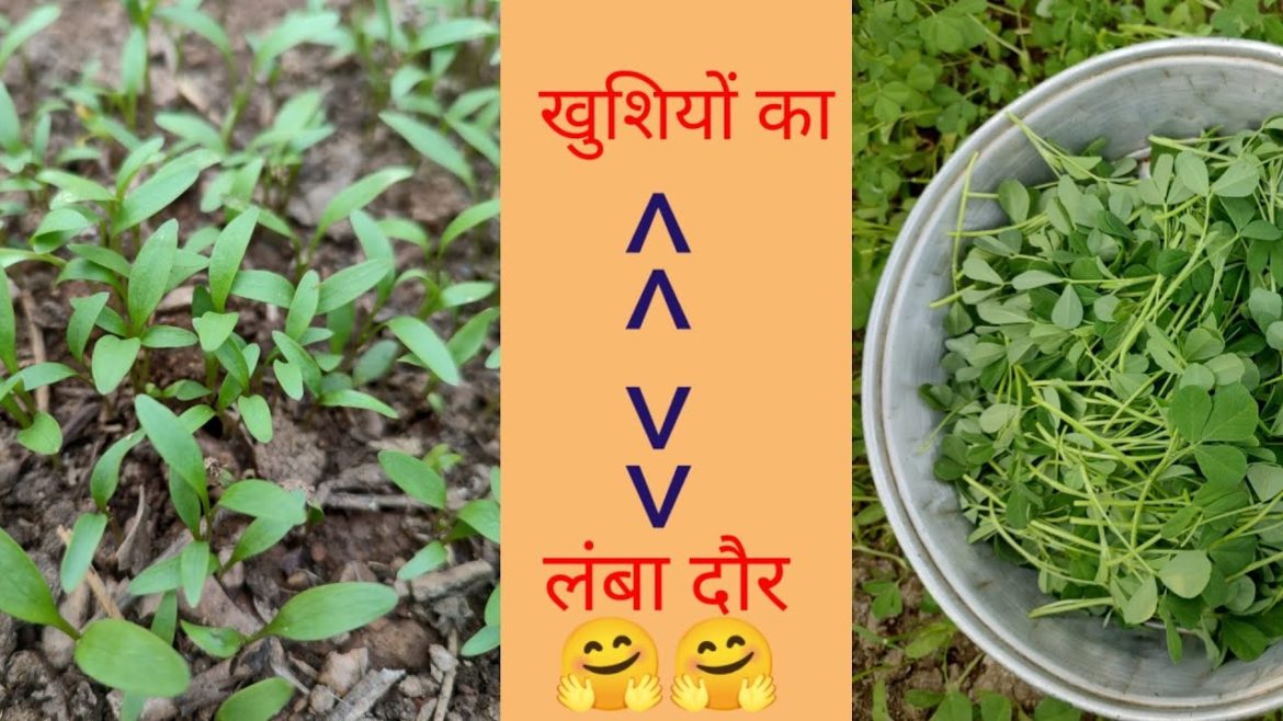Easy vegetable growing tips for every kitchen garden / leafy vegetables gardening, methi bhaji/ saag