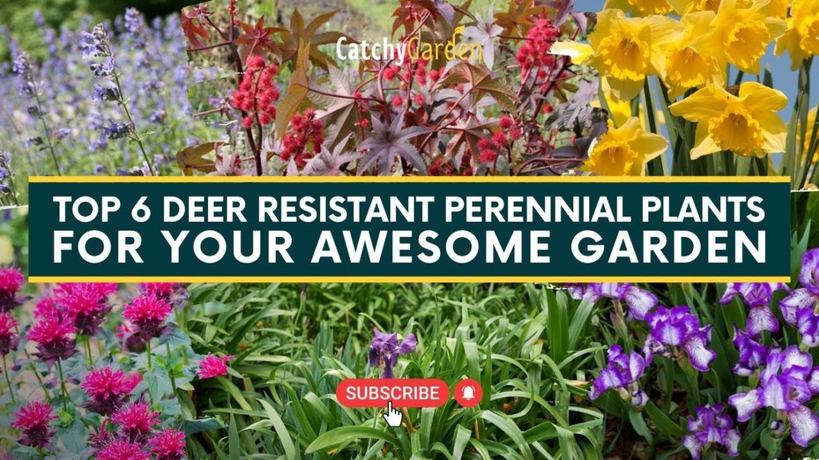 Top 6 Deer Resistant Perennial Plants for a Secure Garden 🌸🦌 // Gardening Tips