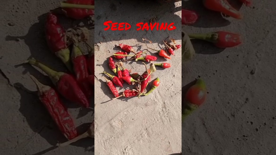 Chillies seed saving#shorts #iloveplants #growchillie