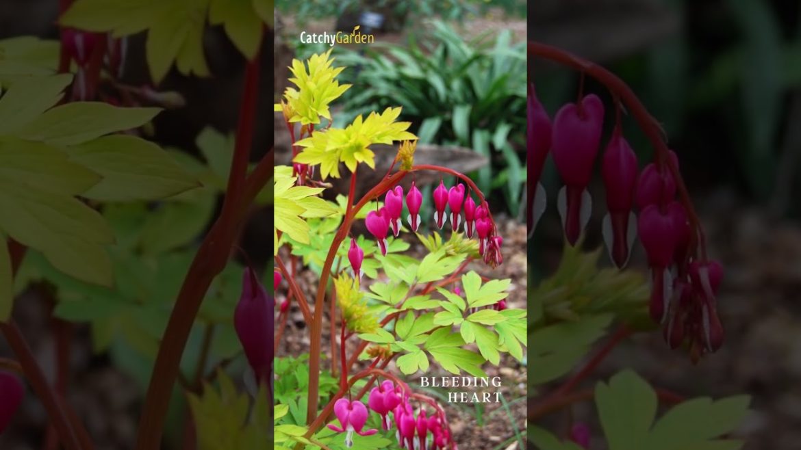 Top 6 Deer Resistant Perennial Plants for a Secure Garden 🌸🦌 // #short #shorts