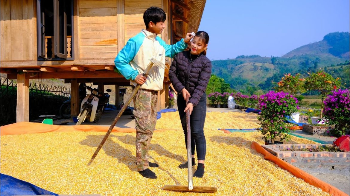 Drying 1000kg of corn as food for chickens, ducks, excavators dig roads to the farm