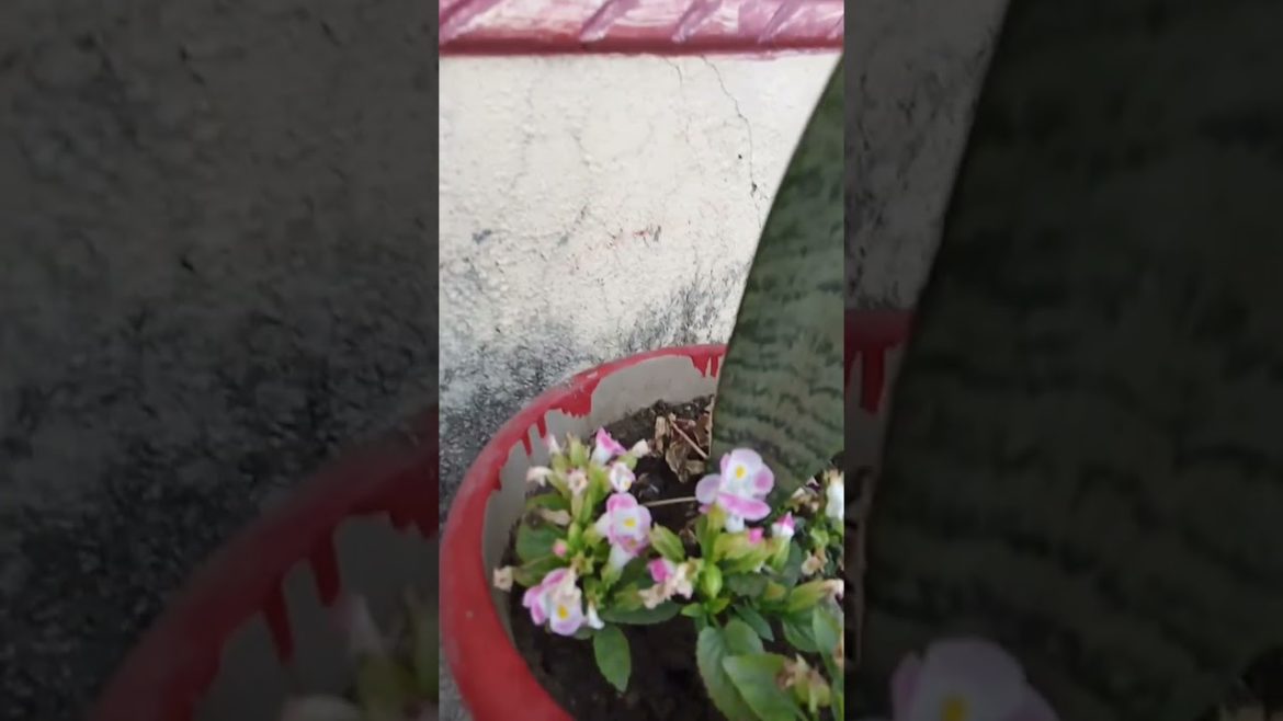nature flower