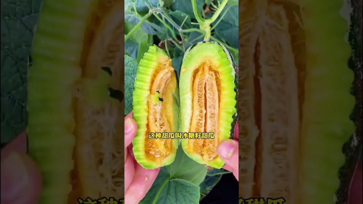 Episode 342 plant #shorts Episode 342 plant #shorts