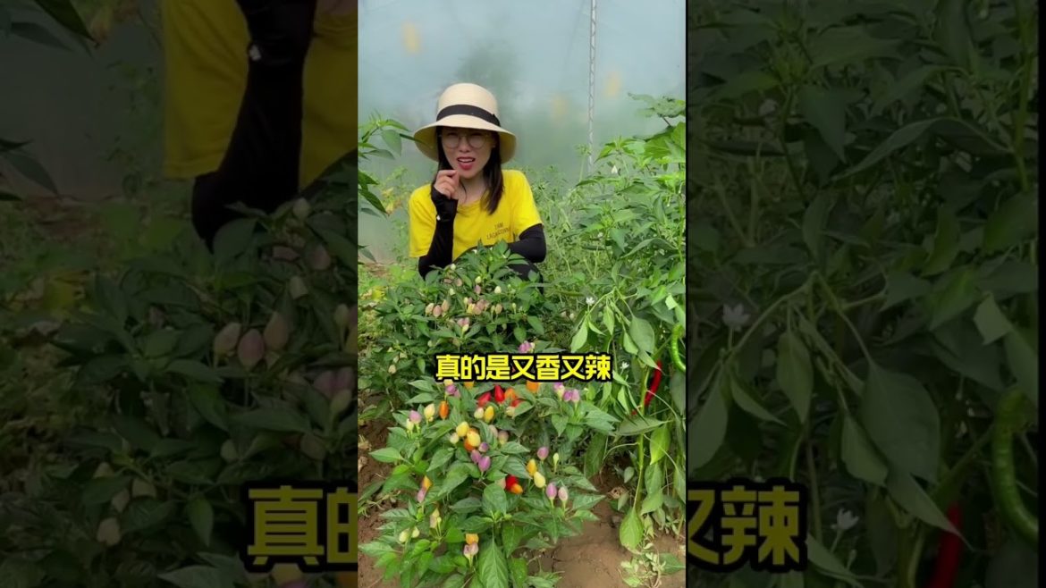 how to growth vegetable /gardening ideas for home how to growth vegetable /gardening ideas for home