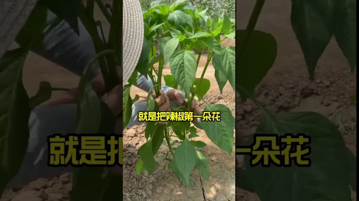 how to growth vegetable /gardening ideas for home