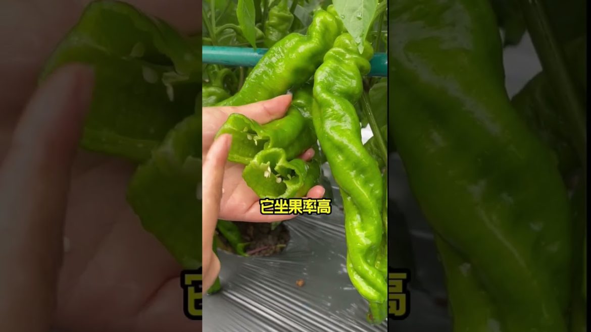 how to growth vegetable /gardening ideas for home how to growth vegetable /gardening ideas for home