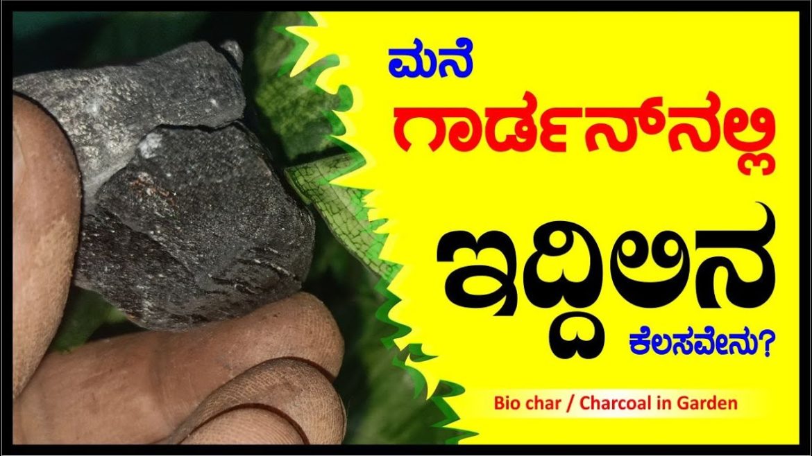 ಮನೆ ಗಾರ್ಡನ್ ನಲ್ಲಿ ಇದ್ದಿಲಿನ ಕೆಲಸವೇನು? | Biochar / Charcoal in garden #biochar #gardener #mary's