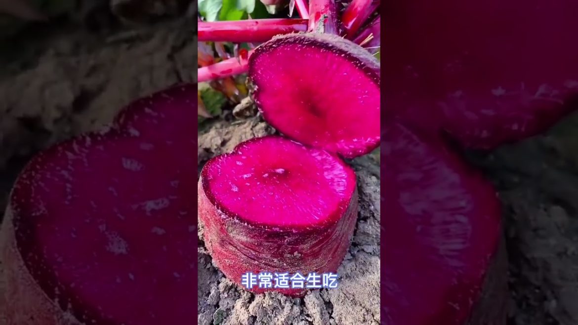 how to growth vegetable /gardening ideas for home